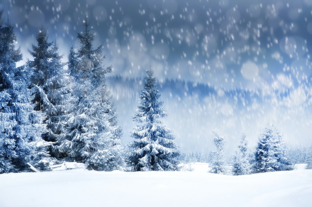 圣诞节的背景与雪冷杉树素材图片