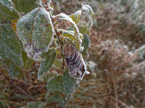 第一个霜。周围的一切都冻结了。图片下载