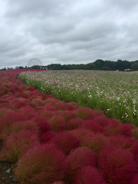 日立海滨公园图片下载