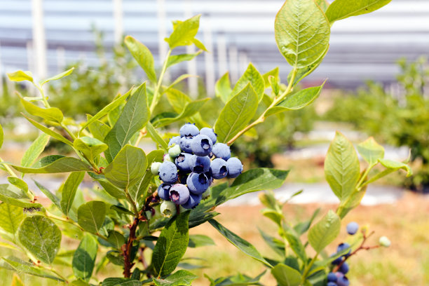 蓝莓的果实在树枝上图片下载
