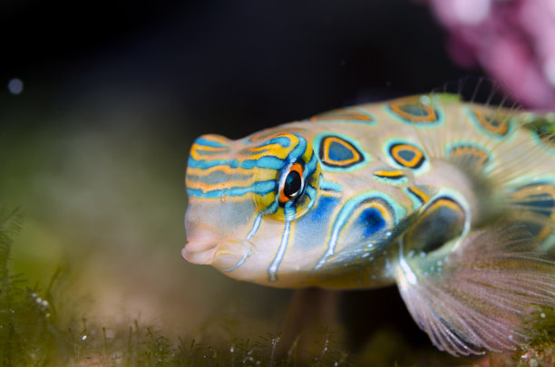 普通话龙(Synchiropus Picturatos)图片下载