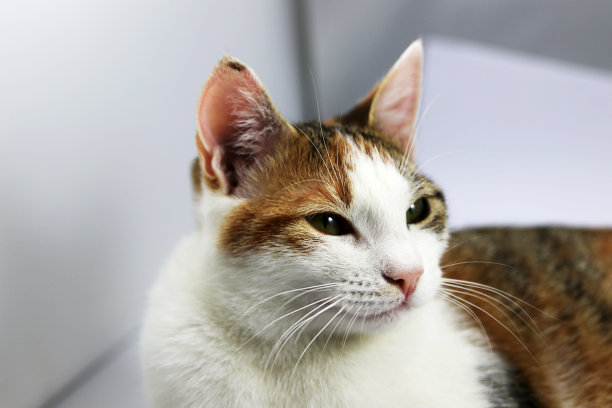 甜蜜的猫图片下载