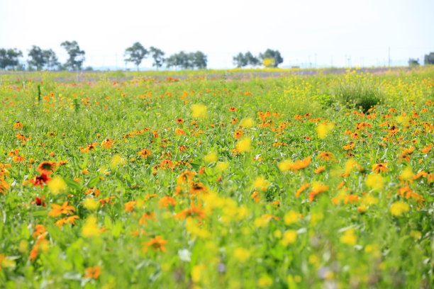 黛西和非洲菊图片下载