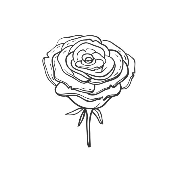 手绘矢量玫瑰图片下载