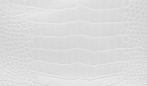 白色有光泽的天然鳄鱼皮，适用于时尚产品图片下载