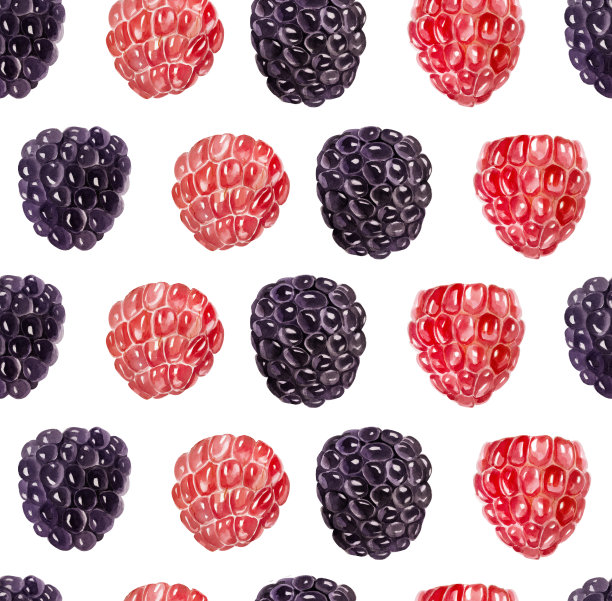 水彩树莓和黑莓分离。模式。植物插图。图片下载