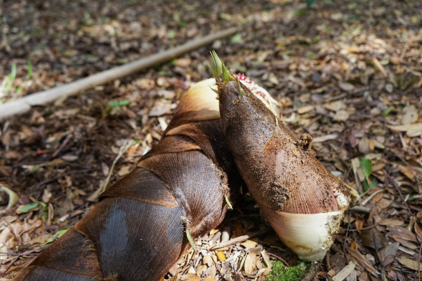 新鲜的竹笋图片下载