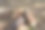 新鲜的竹笋图片下载