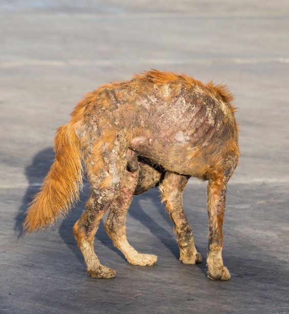 有疤痕的癞皮狗图片下载