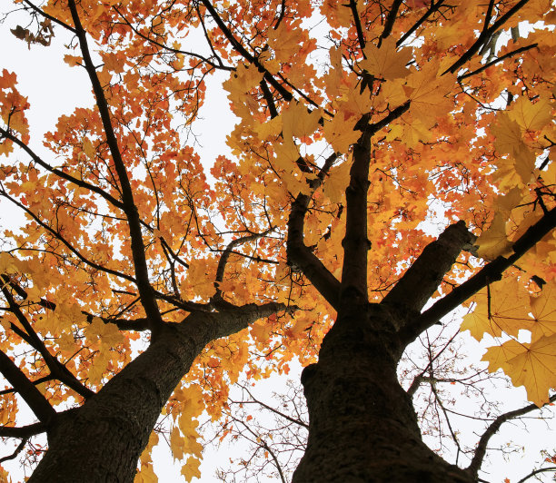 秋天枫树的树冠，明亮的金色树叶在天空的背景图片下载