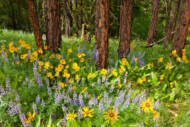 黄松林中的野花图片下载