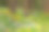 黄松林中的野花图片下载