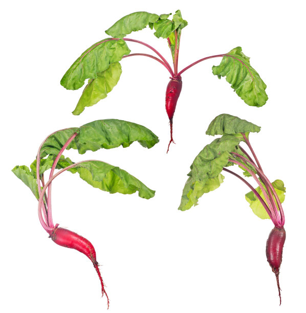 一组红色的甜菜和绿色的叶子在白色图片下载