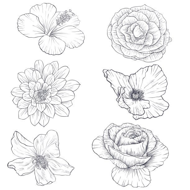 矢量图花图片下载