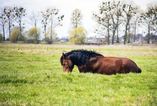 棕色的马躺在春天的草地上图片下载