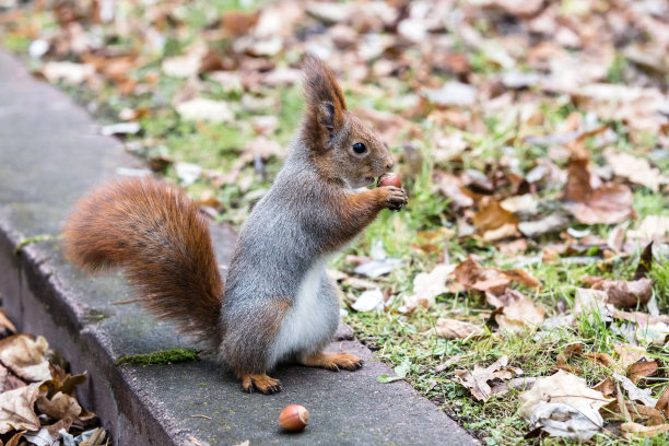 小灰松鼠坐在水泥路边吃坚果素材图片
