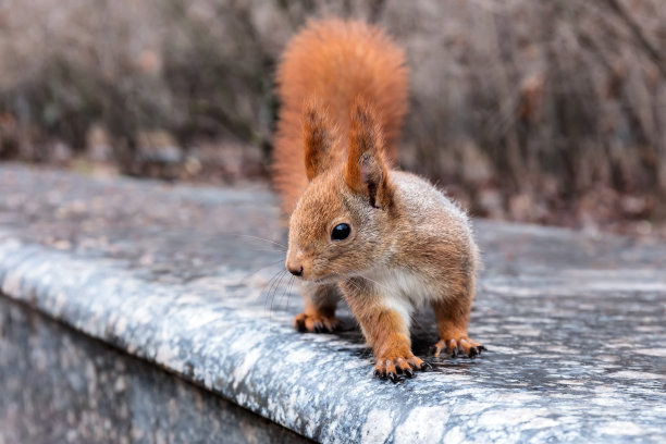小松鼠毛茸茸的尾巴站在花岗岩路边素材图片