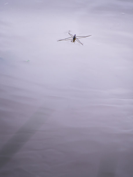 水田中的水虫图片下载