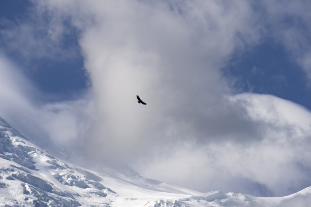 勃朗峰上的猛禽。图片下载