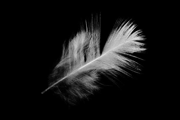 黑色背景上的白色羽毛图片下载