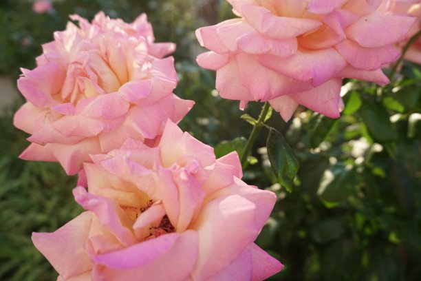 花园里的玫瑰花蕾是粉红色的图片下载