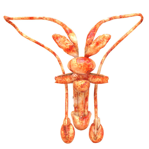 男性生殖系统解剖学图片下载