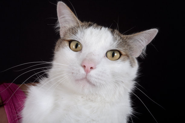 Selkirk-rex白猫在黑色摆姿势图片下载