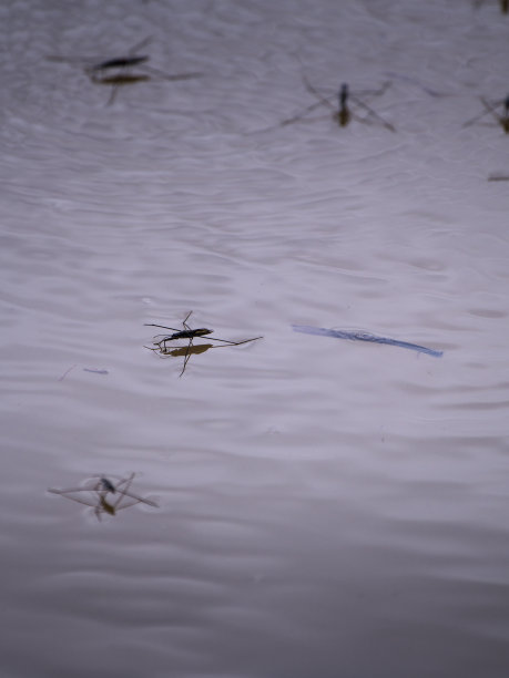 水田中的水虫图片下载