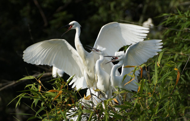 小白鹭(白鹭)素材图片