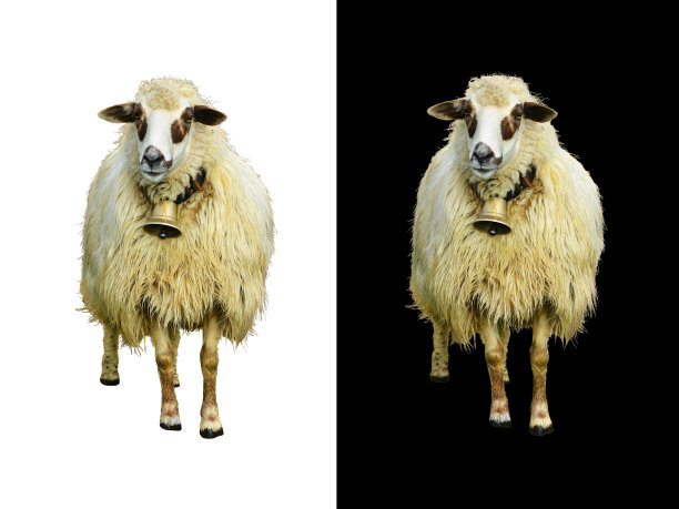 可爱的白色带铃铛的小羊羔。孤立的，白色和黑色背景。图片下载