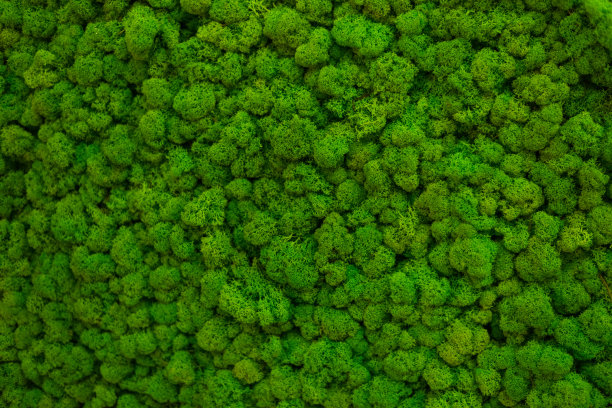 地上长满了青苔。自然背景的概念。平躺，俯视图。素材图片