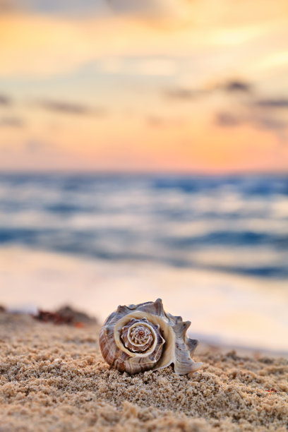 在墨西哥日出的热带沙滩上的螺旋壳图片下载