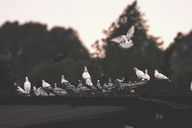 鸽舍里的鸽子。鸽子在乡下飞翔。的照片图片下载