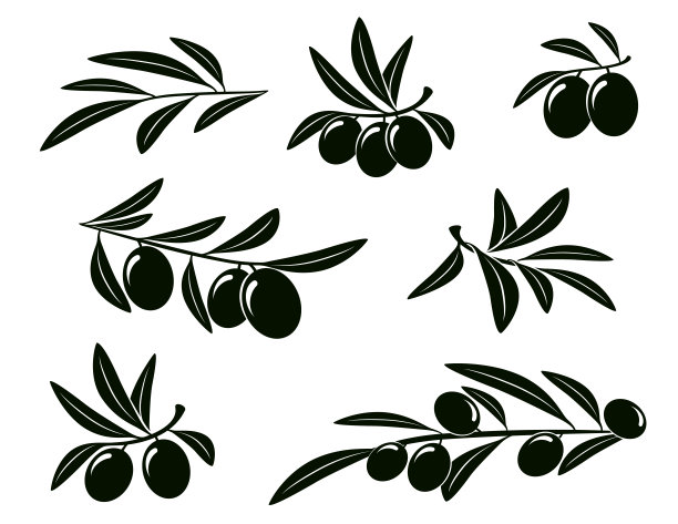 橄榄枝套装素材图片