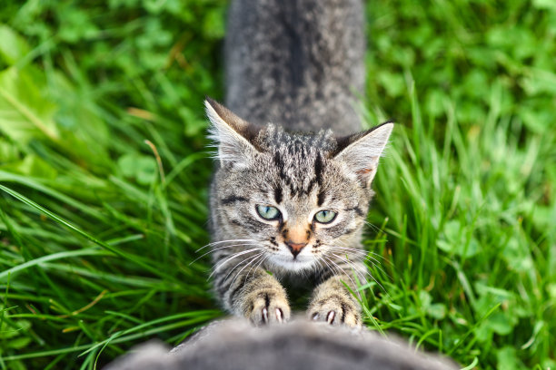 一只小斑猫爬在橡树桩上，看起来图片下载