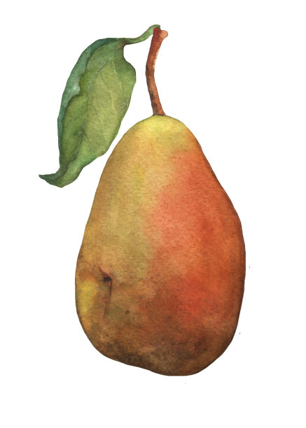 新鲜的梨。水彩手绘插图上孤立的白色背景。图片下载
