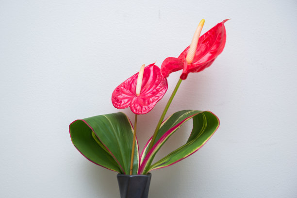 黑花瓶里插着漂亮的红掌图片下载