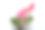 黑花瓶里插着漂亮的红掌图片下载