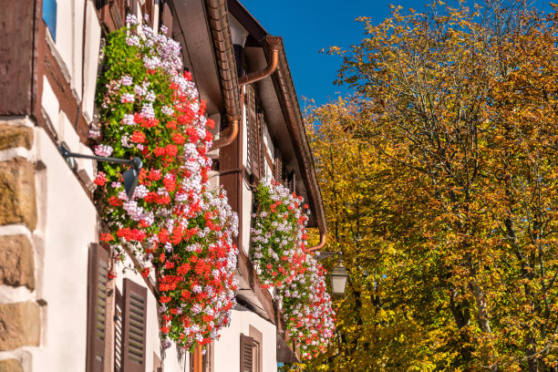 法国上莱茵圣希波利特村，传统的半木结构房屋外立面上的花朵图片下载