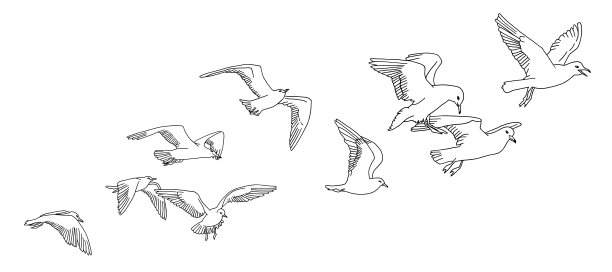 海鸥横幅图片下载