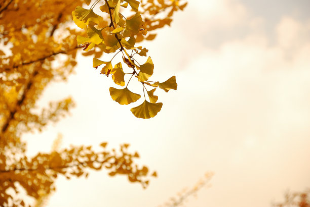 美丽的秋天图片下载