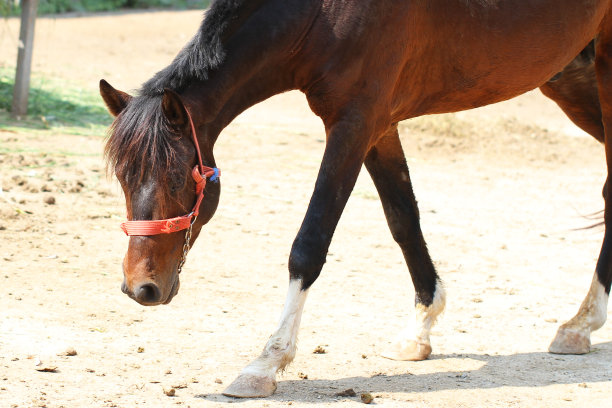 有趣的肖像温暖的血棕色马在农场，背景图片下载