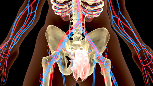 泌尿系统肾脏器官的3D演示-人体器官的一部分。图片下载