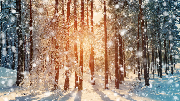 松树上覆盖着积雪素材图片