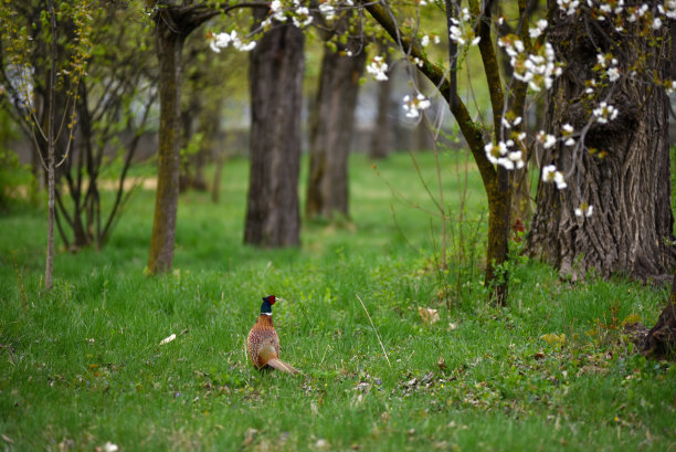 公雉科图片下载