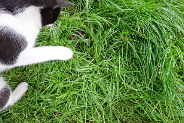 黑白猫打猎图片下载