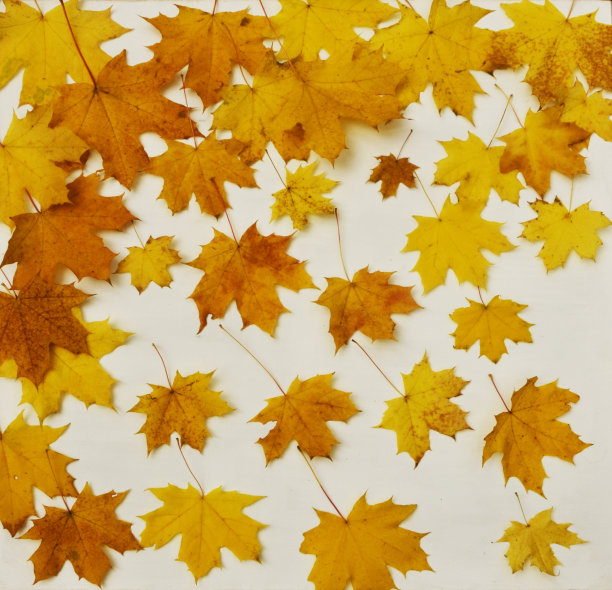 白底上的枫叶。孤立金黄、黄色、红色的叶子。为设计元素。图片下载