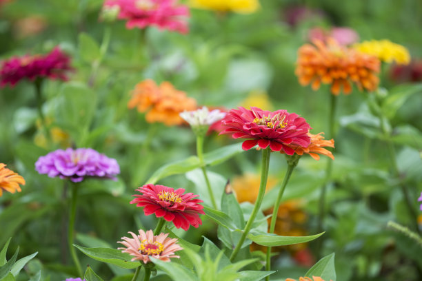 盛开的zinnia图片下载