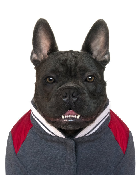 一只蓝色法国斗牛犬的面部照片图片下载