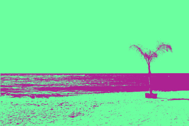 棕榈树。图片下载